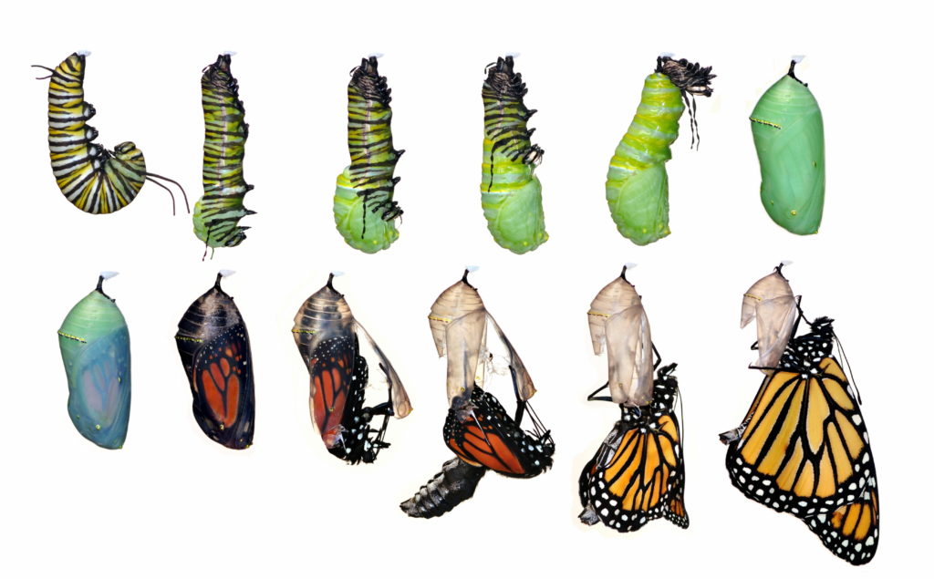 transformatie van rups naar vlinder