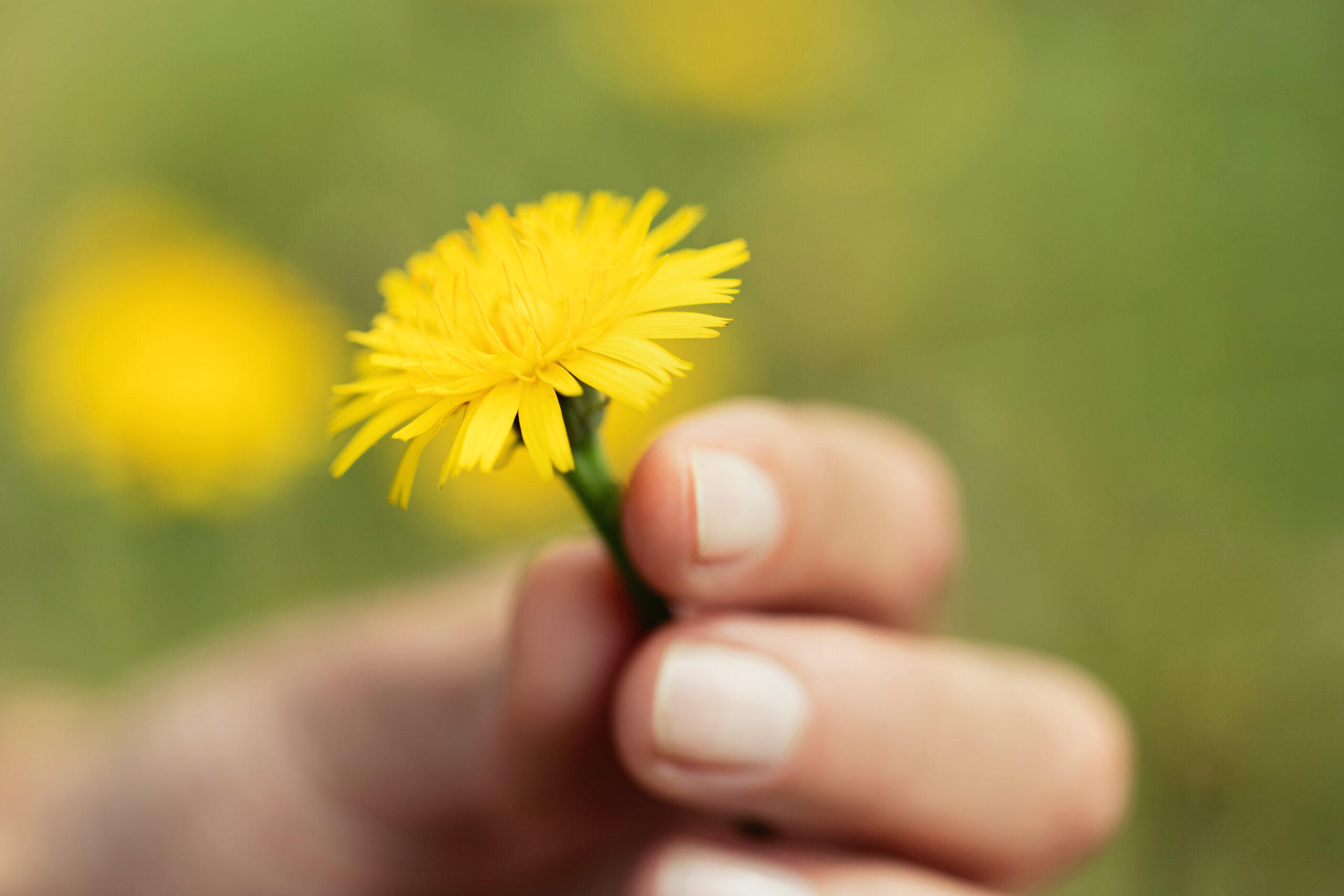 Geplukte paardenbloem